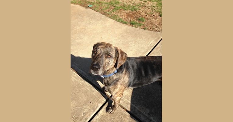 Roscoe, an American Pit Bull Terrier and Weimaraner mix tested with EmbarkVet.com