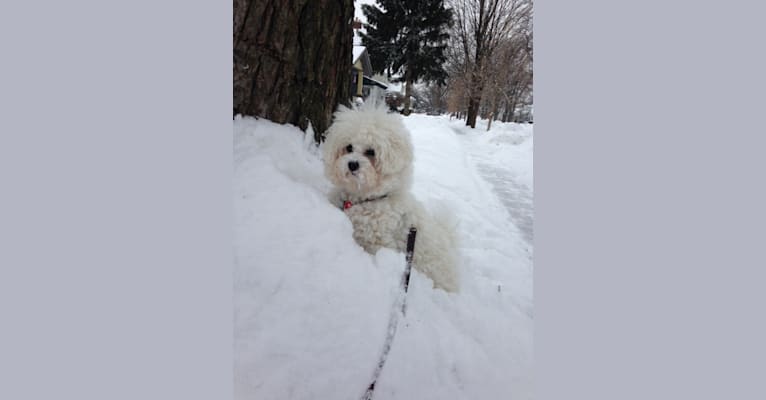 Georgia Caroline, a Bichon Frise tested with EmbarkVet.com