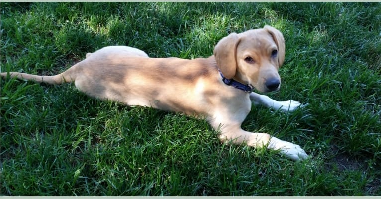 Neddy, a Miniature Schnauzer and Labrador Retriever mix tested with EmbarkVet.com