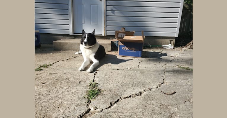 Dumaw Oakenshield, a Karelian Bear Dog tested with EmbarkVet.com