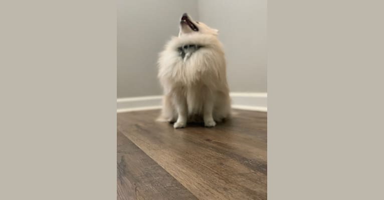 Koda, a Pomeranian tested with EmbarkVet.com