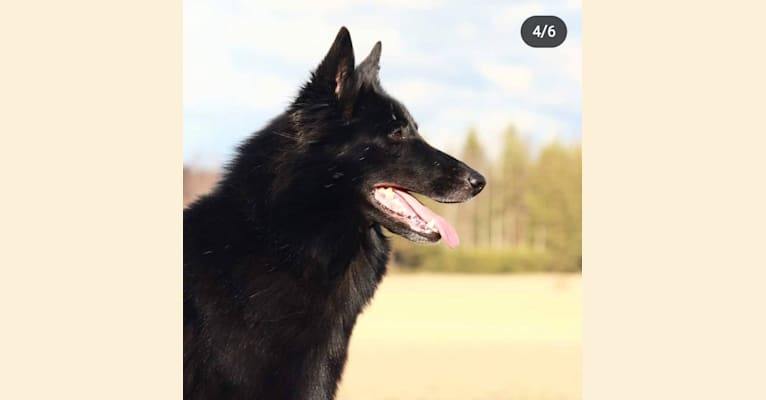 Nessa, a Belgian Shepherd tested with EmbarkVet.com