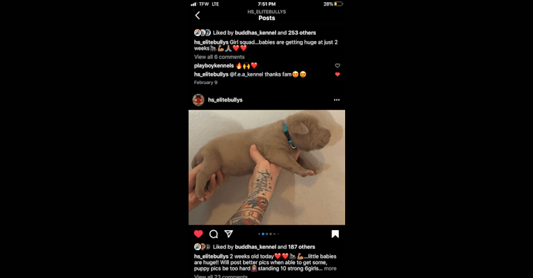 Teally, an American Bully tested with EmbarkVet.com