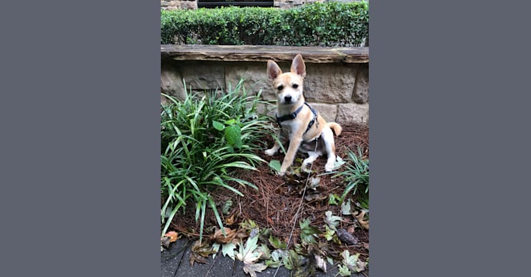 Bruno, a Pomeranian and Miniature Schnauzer mix tested with EmbarkVet.com