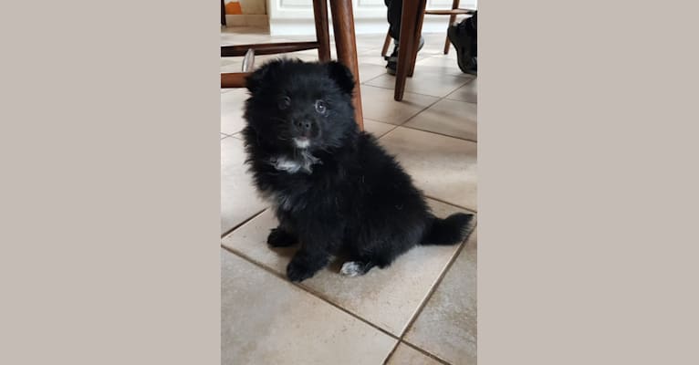 Kira, a Pomeranian and German Spitz mix tested with EmbarkVet.com
