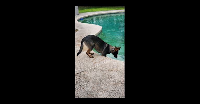 Photo of Argos Envy2 Augustine Vom Marienhof, a German Shepherd Dog  in Jacksonville, FL, USA