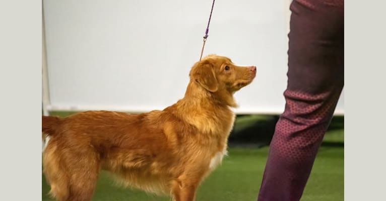 Poppy, a Nova Scotia Duck Tolling Retriever tested with EmbarkVet.com