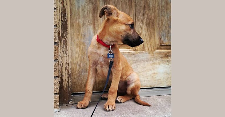 Logger, an American Village Dog tested with EmbarkVet.com