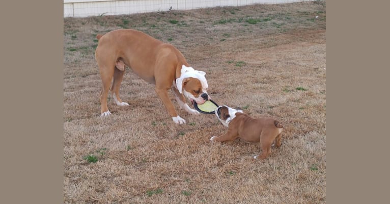 Embark Dog Dna Test Breed