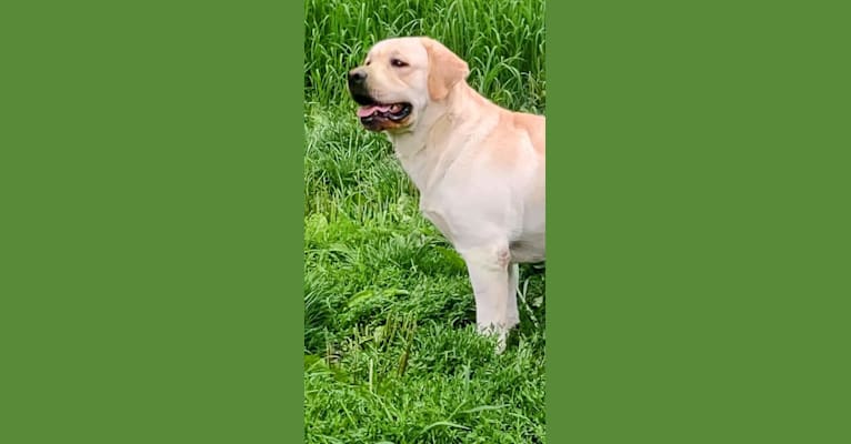 Bastian, a Labrador Retriever tested with EmbarkVet.com