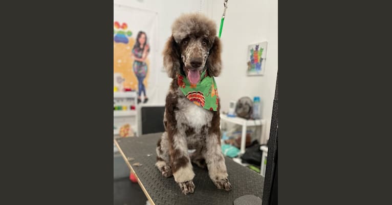 Photo of Thor, a Poodle (Standard)  in Bakersfield, California, USA