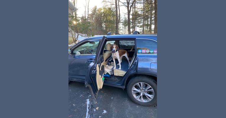 Photo of Zelley, a Treeing Walker Coonhound  in Sherborn, Massachusetts, USA