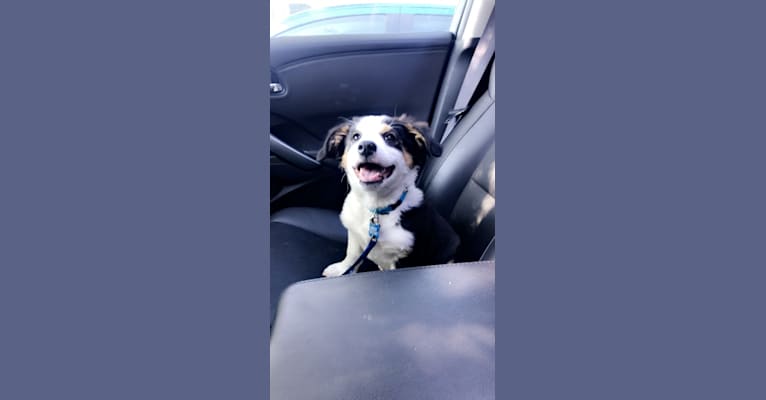Bentley, a Chihuahua and Australian Cattle Dog mix tested with EmbarkVet.com