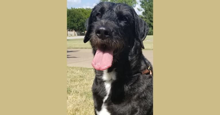 Laszlo, a Greater Swiss Mountain Dog and Poodle (Standard) mix tested with EmbarkVet.com