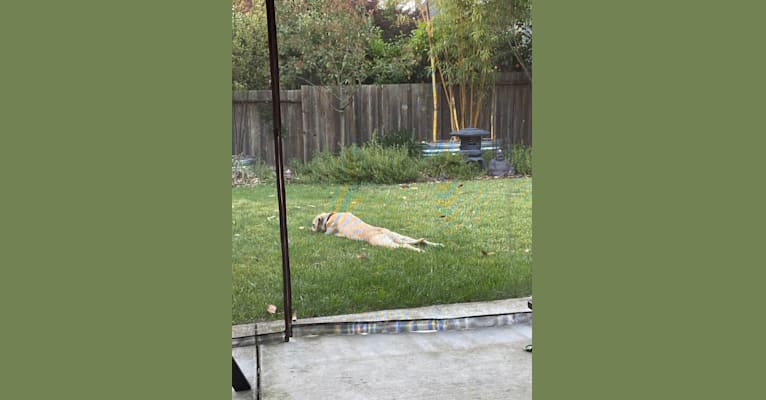 Photo of Roxy, an American Pit Bull Terrier, American Bully, Siberian Husky, and Golden Retriever mix in Stockton, California, USA