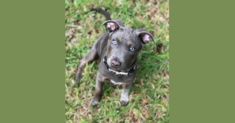 Photo of Remy, an American Pit Bull Terrier, Chow Chow, German Shepherd Dog, and Mixed mix in Conroe, Texas, USA