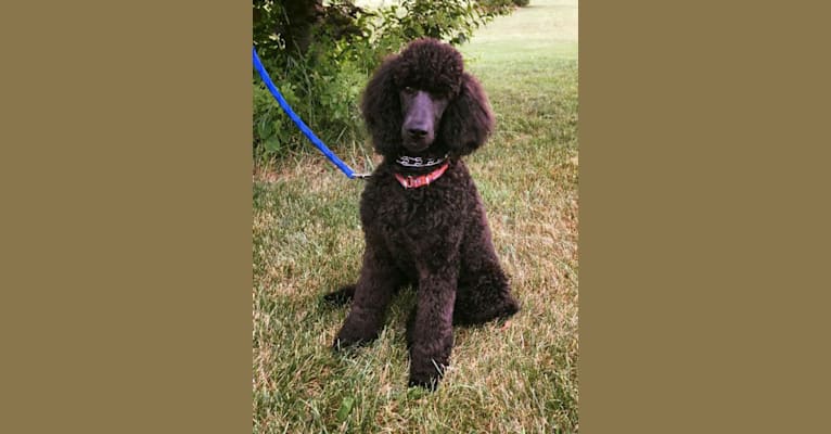 Holley,   tested with EmbarkVet.com