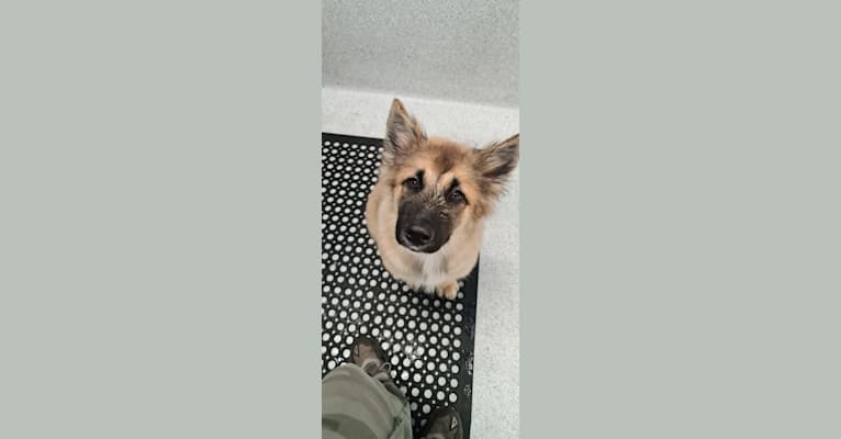 Tinos, a German Shepherd Dog and Alaskan Malamute mix tested with EmbarkVet.com