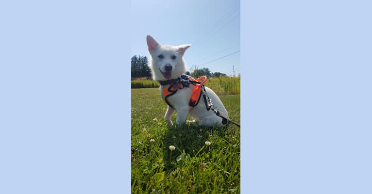 Yuna, a Japanese or Korean Village Dog tested with EmbarkVet.com