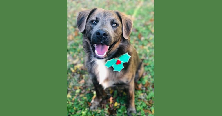 Photo of Beaux, an American Pit Bull Terrier, German Shepherd Dog, Border Collie, and Chow Chow mix in Houston, Texas, USA