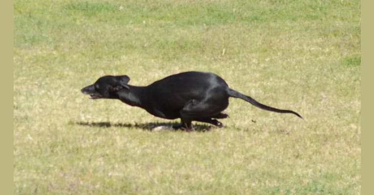 Lava, a Whippet tested with EmbarkVet.com