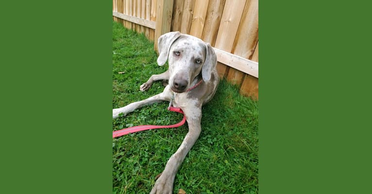 Maggie, a Weimaraner and Catahoula Leopard Dog mix tested with EmbarkVet.com