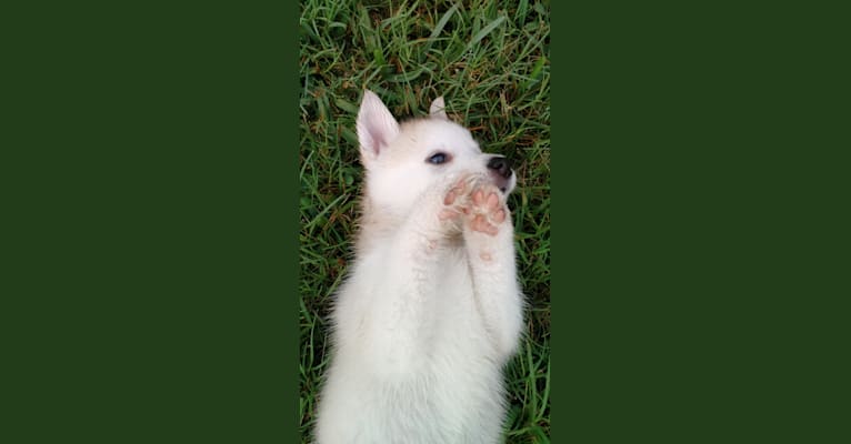 Neala, a Siberian Husky and Pomeranian mix tested with EmbarkVet.com