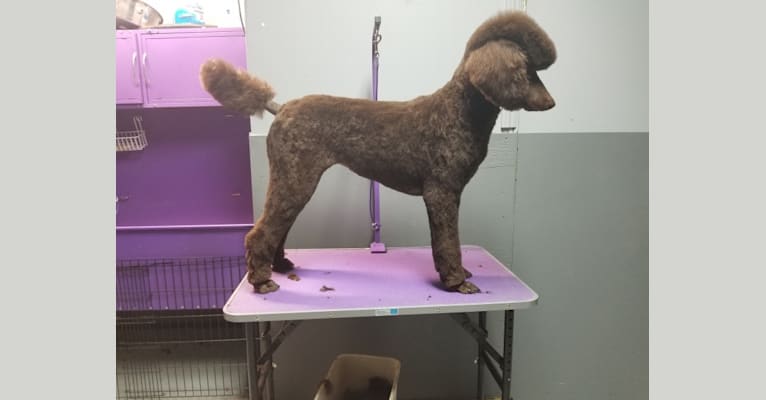 Diva, a Poodle (Standard) tested with EmbarkVet.com