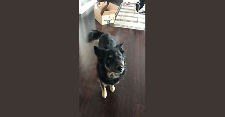 Photo of Thea, a Chow Chow, American Eskimo Dog, Dalmatian, Australian Cattle Dog, German Shepherd Dog, and Mixed mix in Indianapolis, Indiana, USA