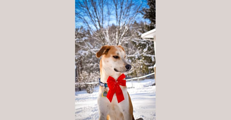 Link, a Siberian Husky and Golden Retriever mix tested with EmbarkVet.com