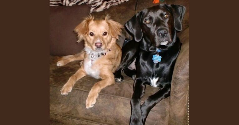 Chaning, a Beagle and Labrador Retriever mix tested with EmbarkVet.com