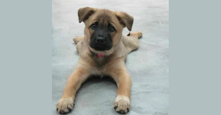Koharu, an East Asian Village Dog tested with EmbarkVet.com