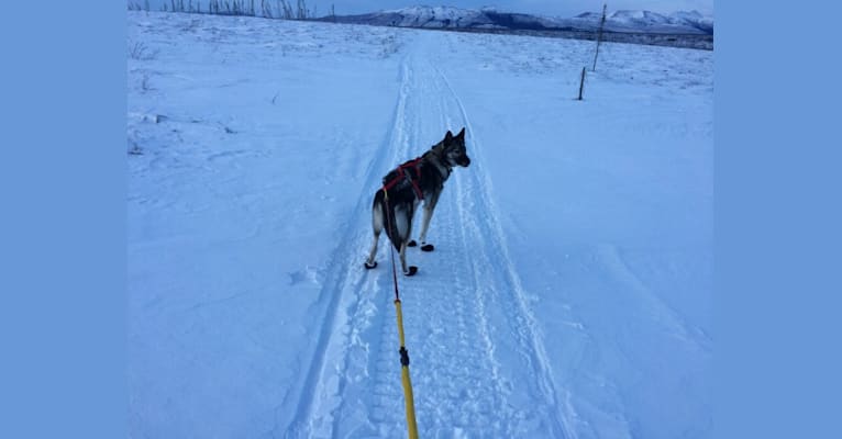 Louise, an Alaskan-type Husky tested with EmbarkVet.com