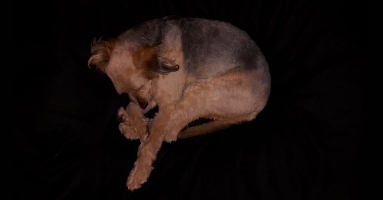 Pufi, a German Shepherd Dog and Puli mix tested with EmbarkVet.com
