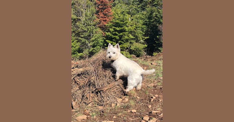 Tali, a West Highland White Terrier tested with EmbarkVet.com