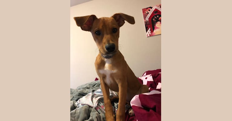 German pinscher mix top