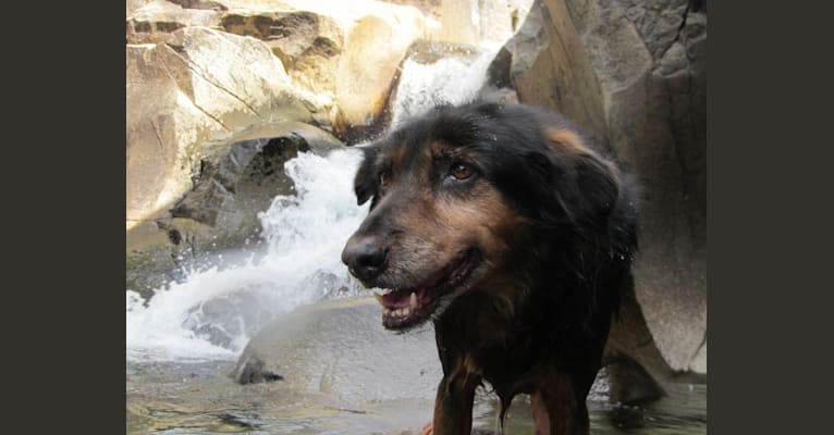 Kahlua, a Formosan Mountain Dog tested with EmbarkVet.com
