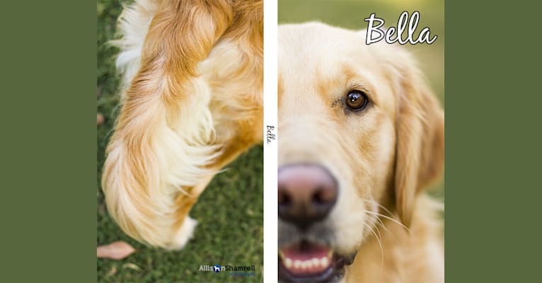 Bella, a Golden Retriever tested with EmbarkVet.com