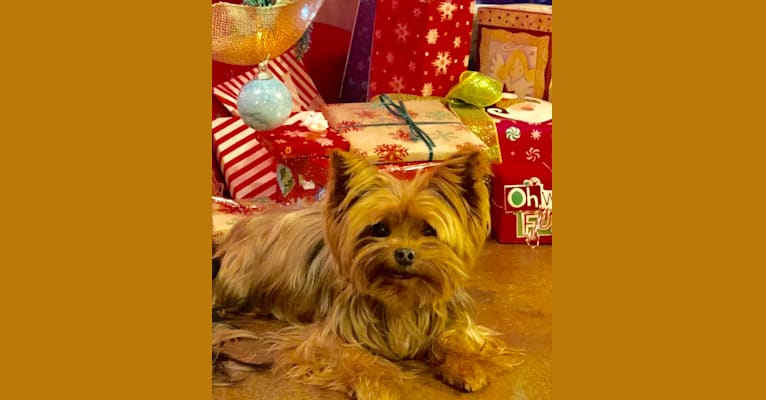 Photo of Mojo, a Yorkshire Terrier  in Tahlequah, OK, USA