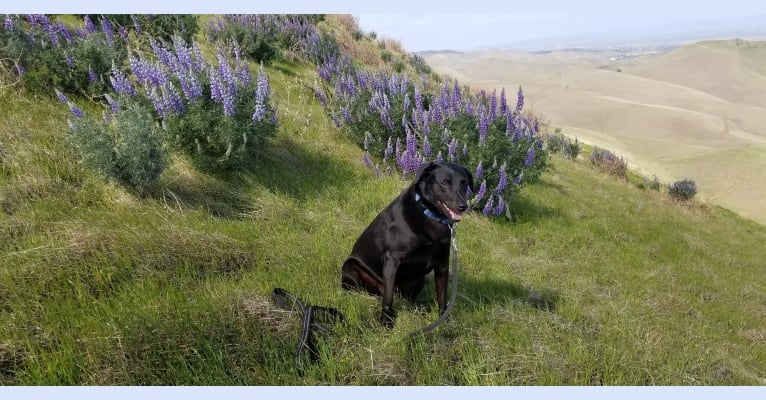 Cogsworth, a Formosan Mountain Dog tested with EmbarkVet.com