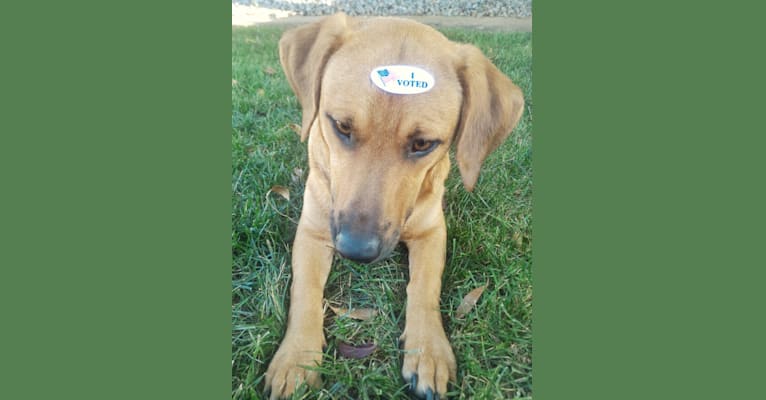 Cody, a Basset Hound and Australian Cattle Dog mix tested with EmbarkVet.com