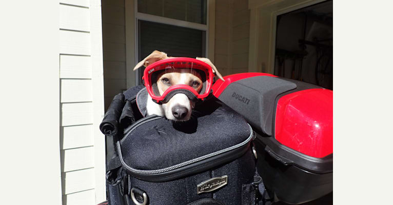 Katie, a Rat Terrier tested with EmbarkVet.com