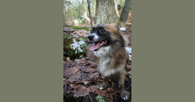 Milo, a Chihuahua and Pomeranian mix tested with EmbarkVet.com