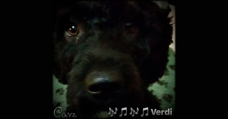Verdi, a Spanish Water Dog tested with EmbarkVet.com