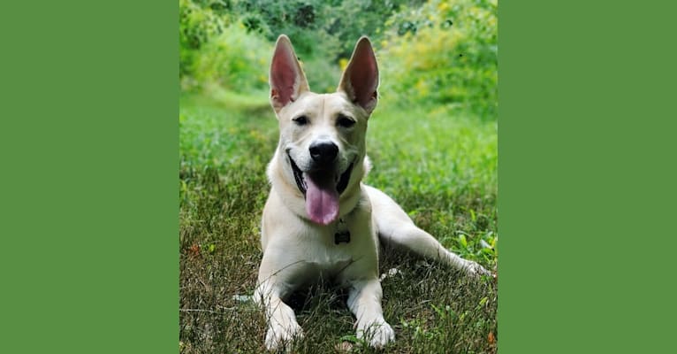 Colby, an American Pit Bull Terrier and Australian Cattle Dog mix tested with EmbarkVet.com