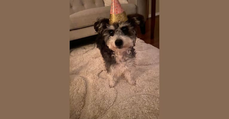 Photo of Cocoa, a Havanese, Toy Fox Terrier, Rat Terrier, and Mixed mix in Montrose, Michigan, USA