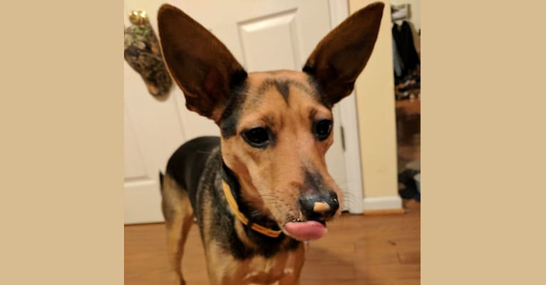Stella, an Australian Cattle Dog and Rat Terrier mix tested with EmbarkVet.com