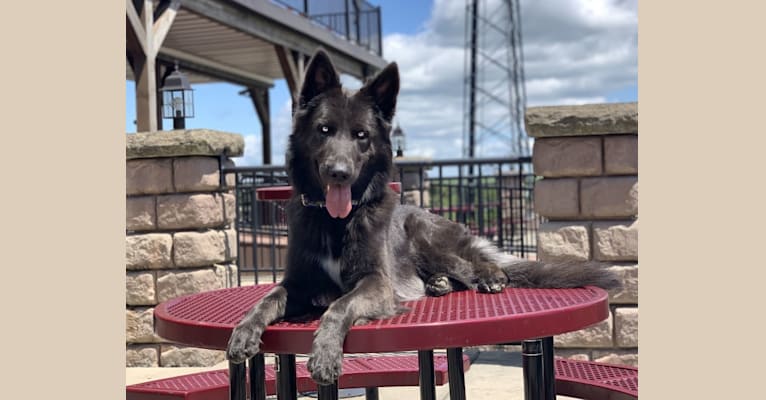 Stormhaven german shepherd dogs sales
