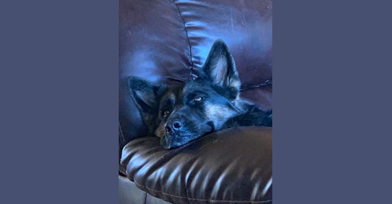 Sonia, a German Shepherd Dog tested with EmbarkVet.com