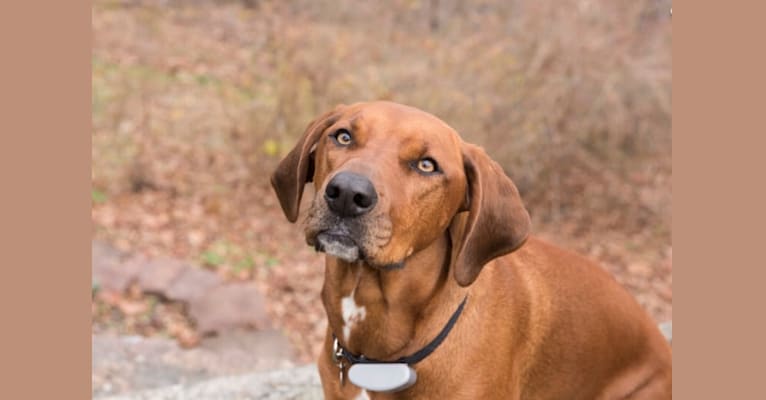 Maya, a Redbone Coonhound and Beagle mix tested with EmbarkVet.com
